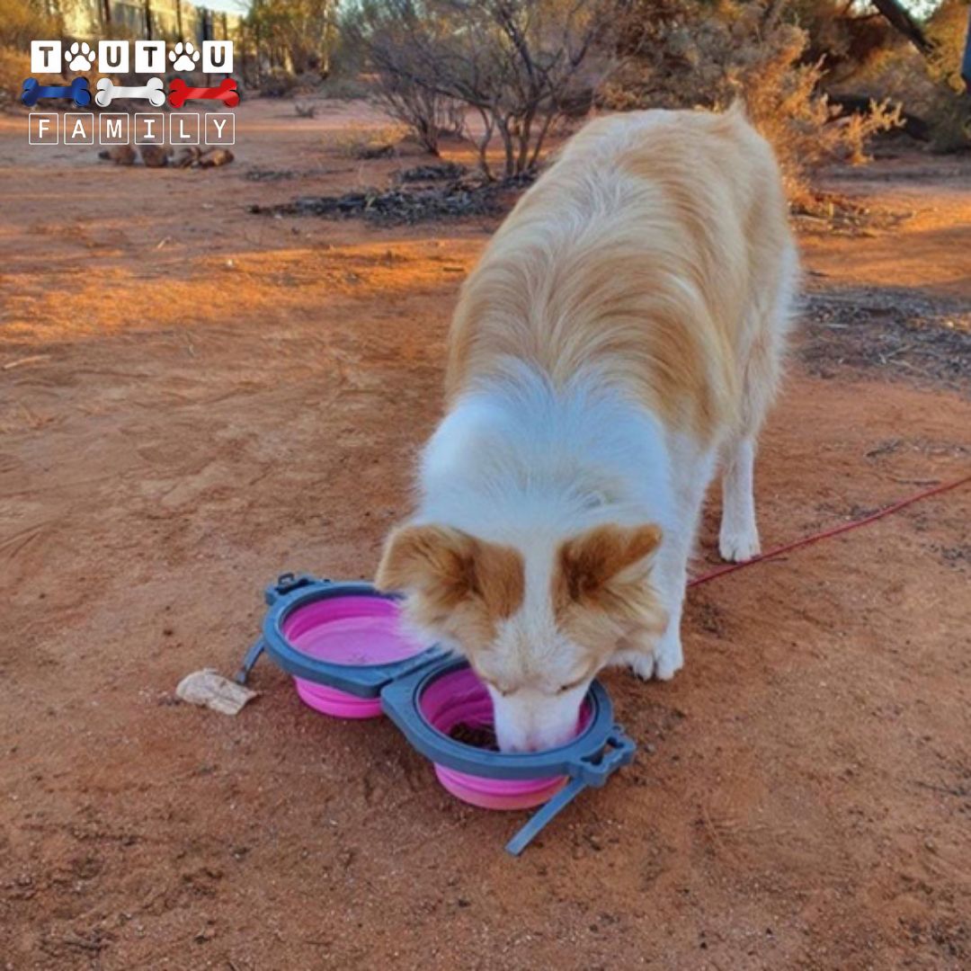 Gamelle-pliable-pour-chien-gamelle-double-un-grand-chien-qui-fait-une-pause-voyage-ou-il-se-désaltÚre-et-mange-dans-sa-propre-gamelle-pliante-pour-voyage