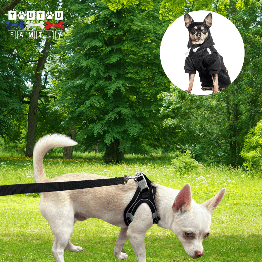 Harnais et laisse chien- HarnaisToutouâą