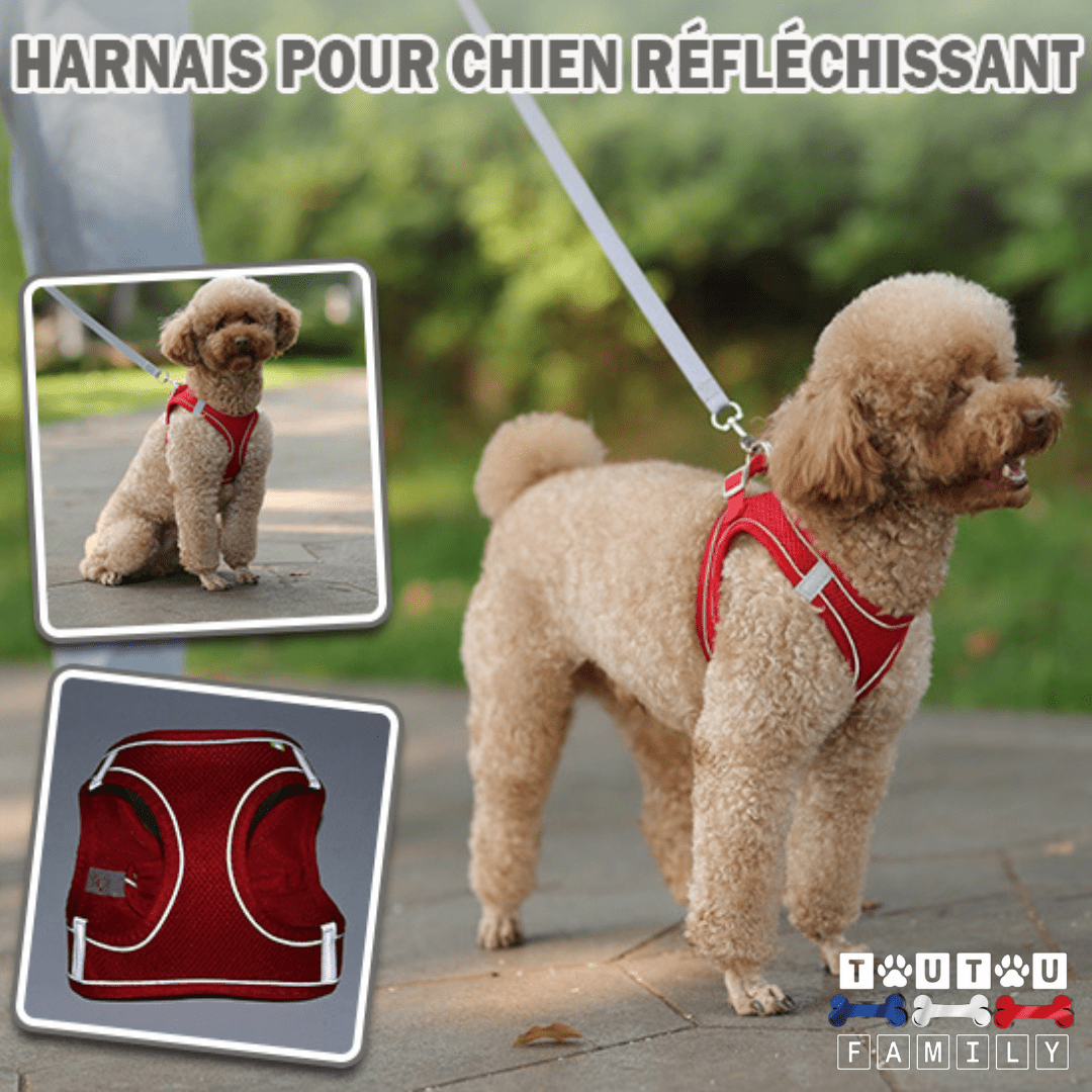Harnais et laisse chien- HarnaisToutouâą