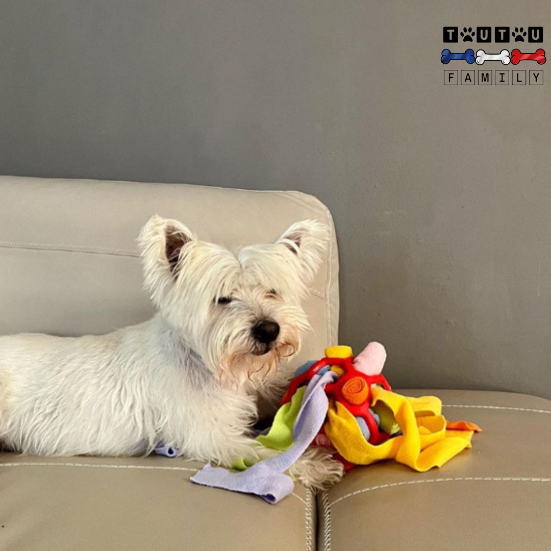jouet-chien-de-balle-de-fouille-a-friandise-un-Westie-qui-a-jouer-avec-sa-balle-de-fouille-entre-ses-pattes-couché-sur-le-canapé-tout-détendu-il-a-trouvé-toute-les-friandises