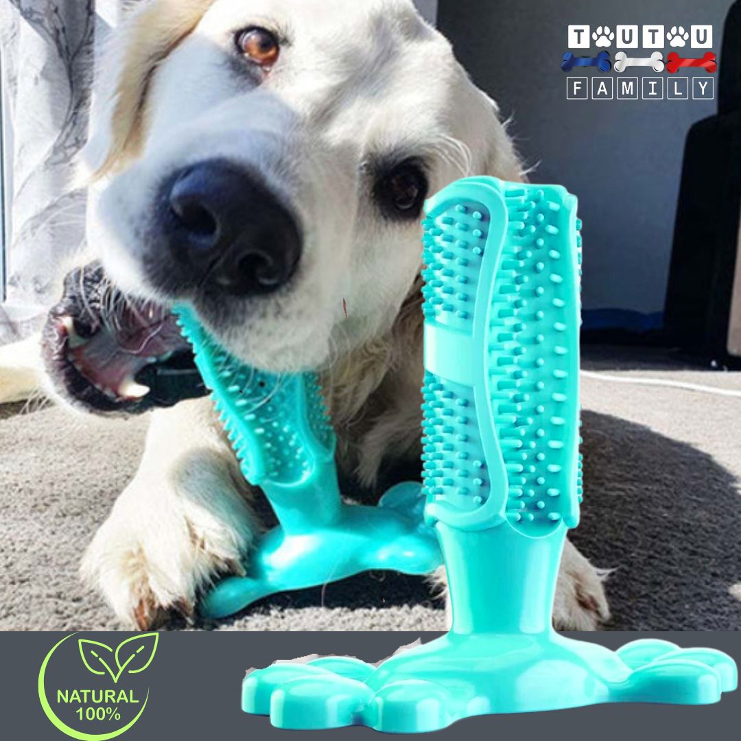 jouet-chien-anti-tartre-turquoise