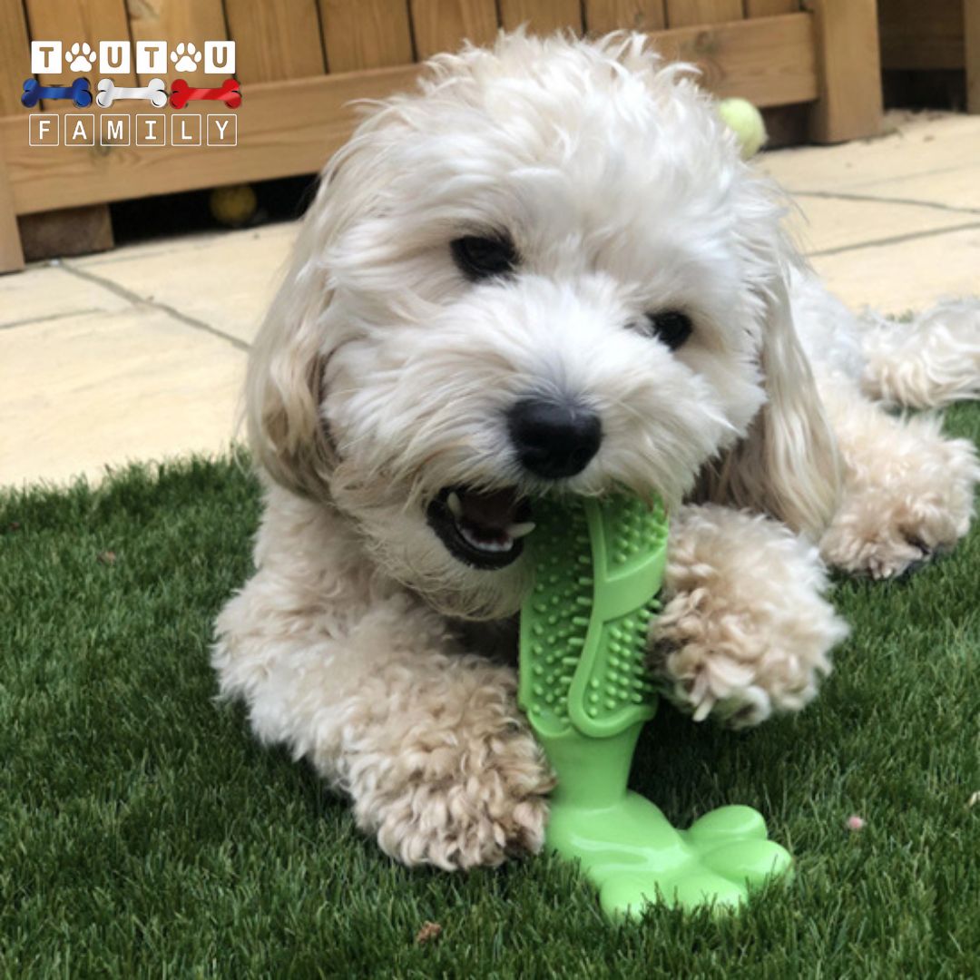 jouet-chien-brosse-a-dent