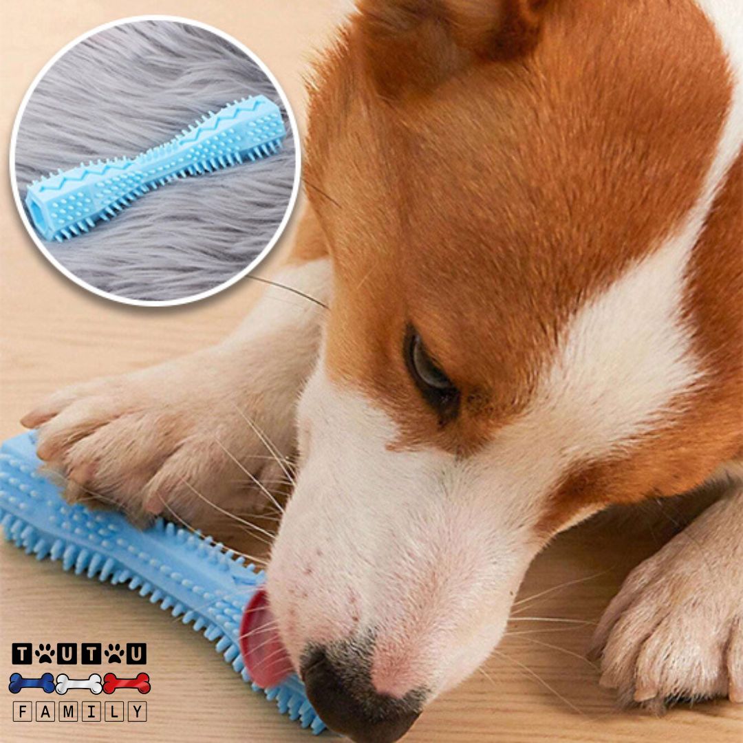 jouet-d-occupation-chien-brosse-dent