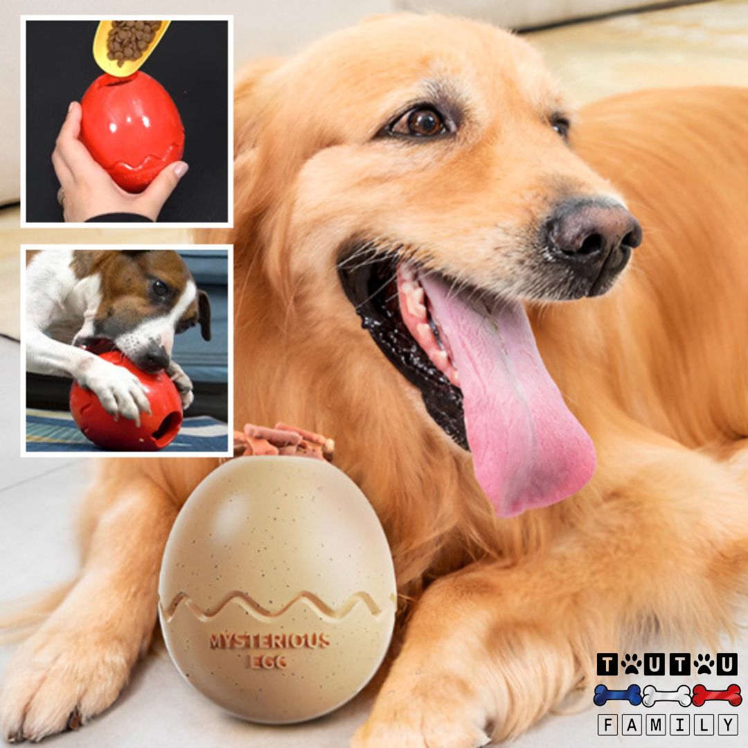 jouet-d-occupation-chien-apaisant-Ă -remplir-de-croquette-ou-friandise-un-jack-russel-mordant-le-jouet-avec-joie
