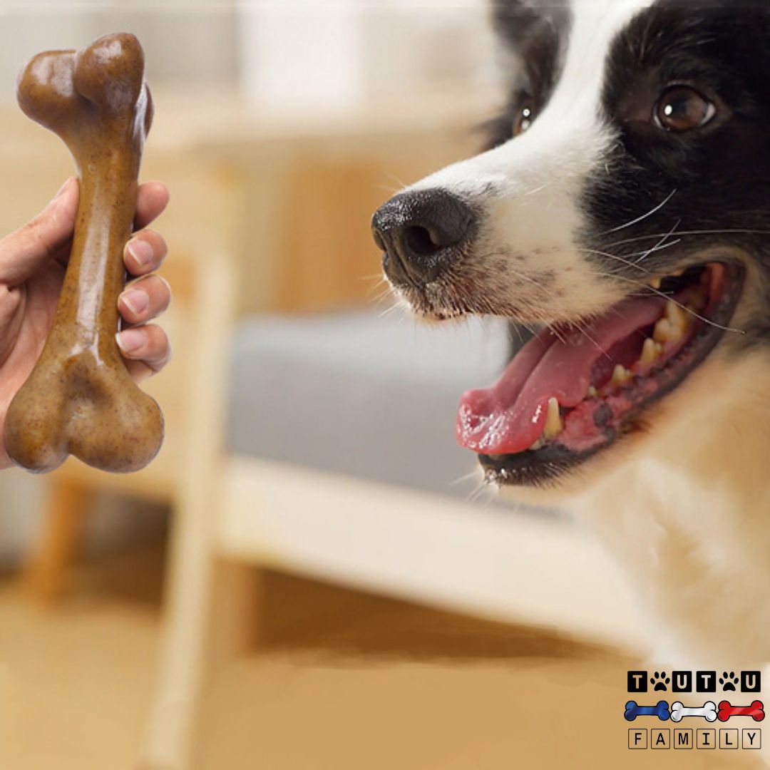 Jouet-indestructible-pour-chien-os-jouet-d-occupation-en-bois-jouet-d-occupation-à-macher-anti-anxiété-et-comportement-destructeur-soulage-de-l-ennui-canin-un-chien-de-moyenne-taille-tout-heureux-quand-il-voit-son-maitre-lui-tendre-son-jouet-de-mastication
