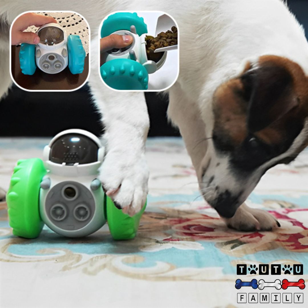 jouet-interactif-pour-chien-stimule-QI-jack-russel-qui-joue-avec-un-distributeur-de-croquette