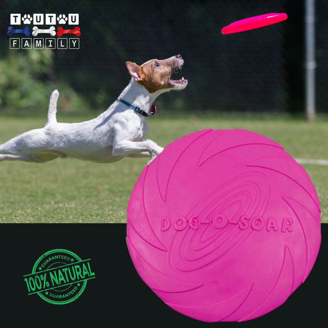 Jouet-interactif-pour-chien-frisbee-caoutchouc-rose-un-jack-russel-qui-court-à-tout-vitesse-sur-la-pelouse-pour-attraper-le-frisbee-au-vol