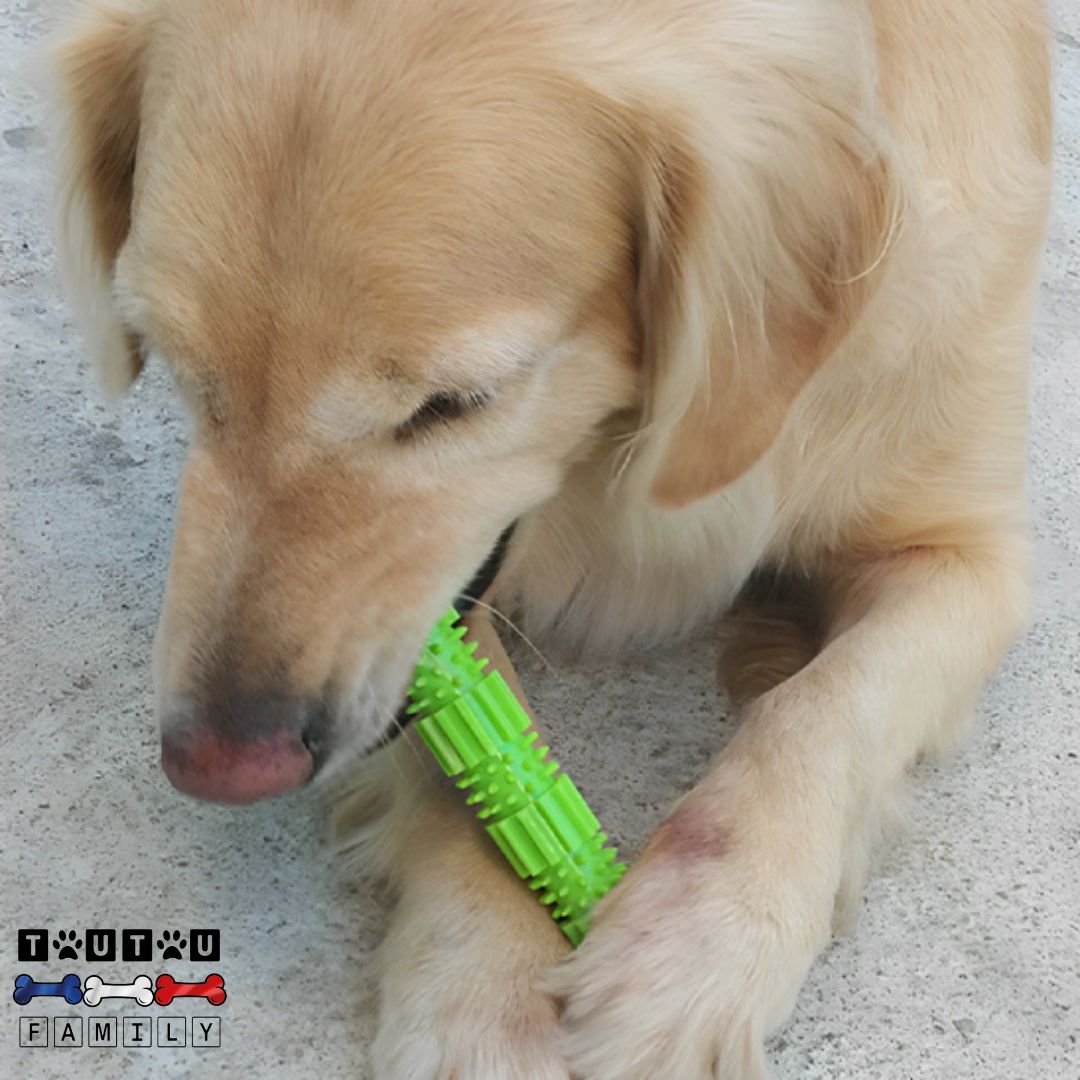 jouet-pour-chien-chiot-a-macher-baton-caoutchouc-a-friandise-chien-qui-mord-le-jouet-mis-entre-ses-pattes