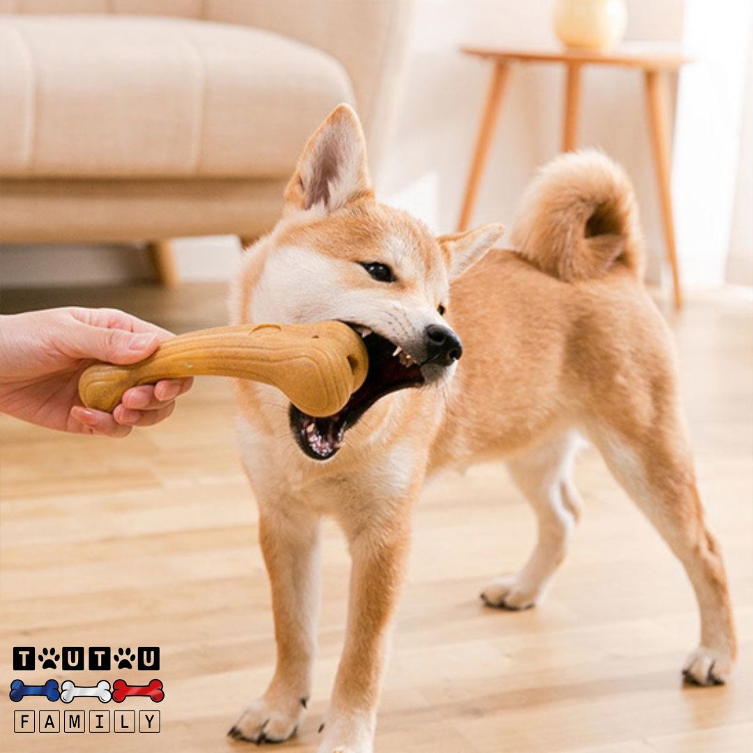 jouet-pour-chien-destructeur-os-sans-danger-un-chien-qui-mord-a-pleine-dent-l-os-sans-danger-pour-le-chien