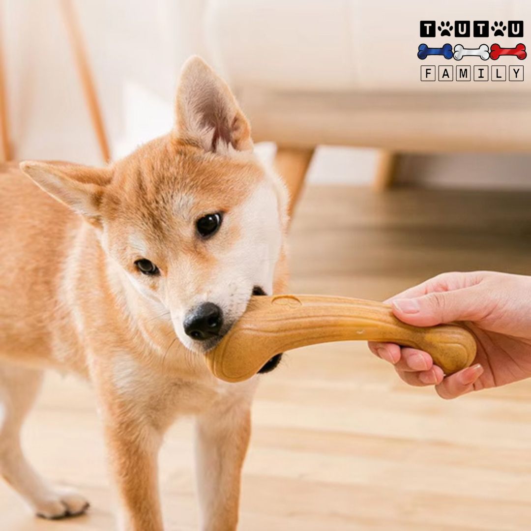 jouet-pour-chien-destructeur-os-indestructible-un-chien-moyen-qui-mord-dans-le-jouet-os