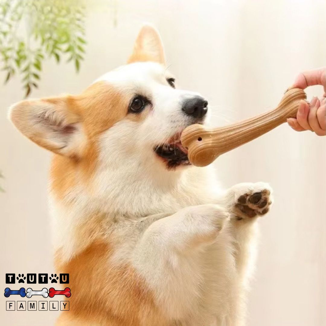 jouet-pour-chien-destructeur-os-un-chien-sur-ses-deux-pattes-qui-attrapent-le-jouet-en-forme-d-os-tendu-par-son-maitre