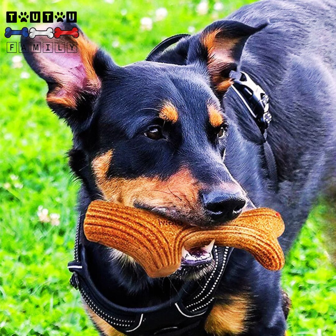 jouet-pour-chien-destructeur-bois-de-cerf-solide-non-toxique-un-chien-boxer-dans-un-parc-avec-son-jouet-bois-de-cerf-serré-dans-sa-mâchoire