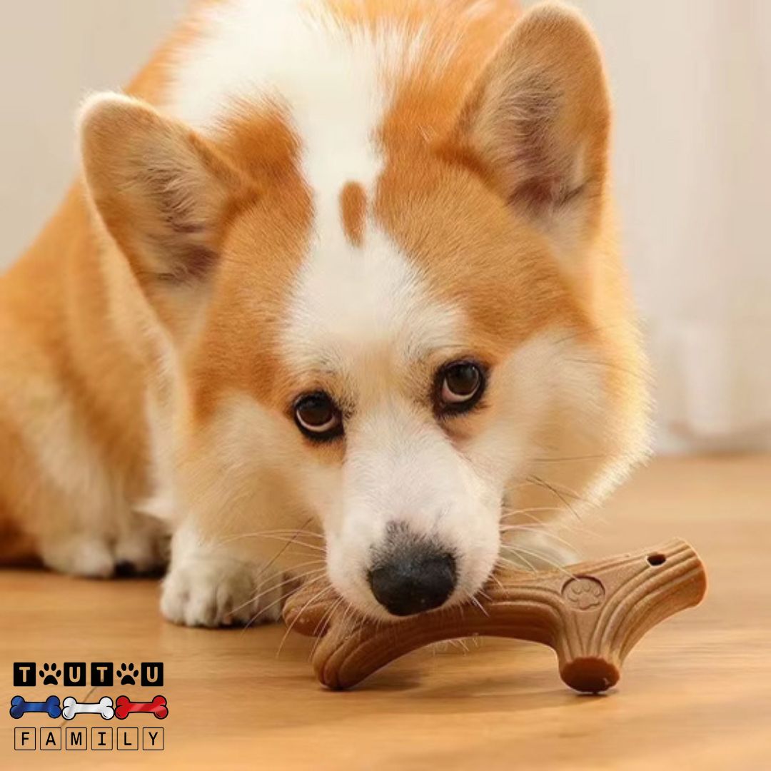 jouet-pour-chien-destructeur-bois-de-cerf-un corgi-qui-mache-le-bois-de-cerf