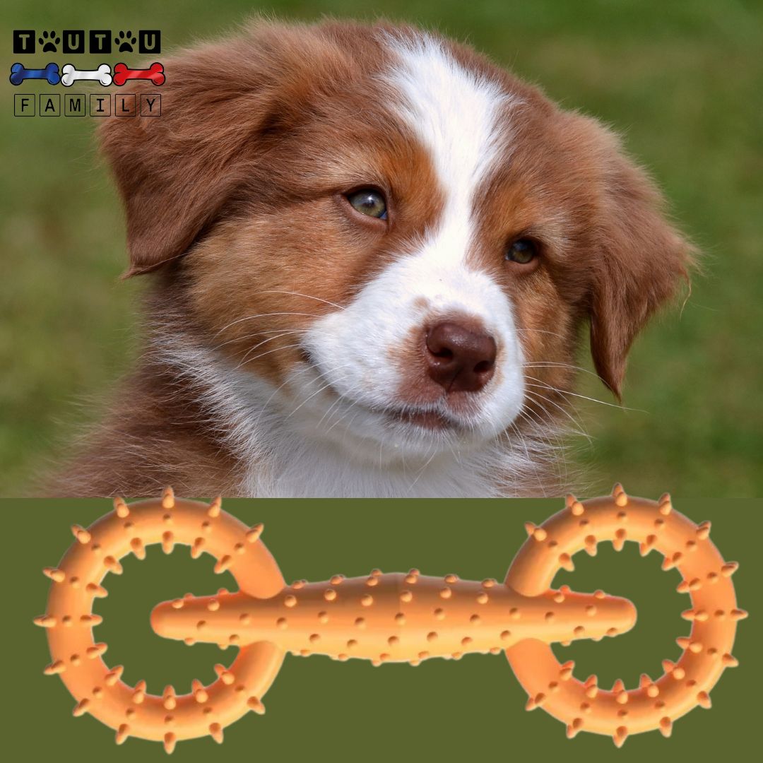 Jouet-pour-chiot-indestructible-orange-double-anneau-de-dentition-un-chiot-de-grande-race-avec-son-jouet-indestructible