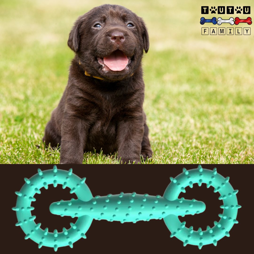 Jouet-pour-chiot-indestructible-turquoise-un-chiot-labrador-avec-son-jouet-chiot-indestructible