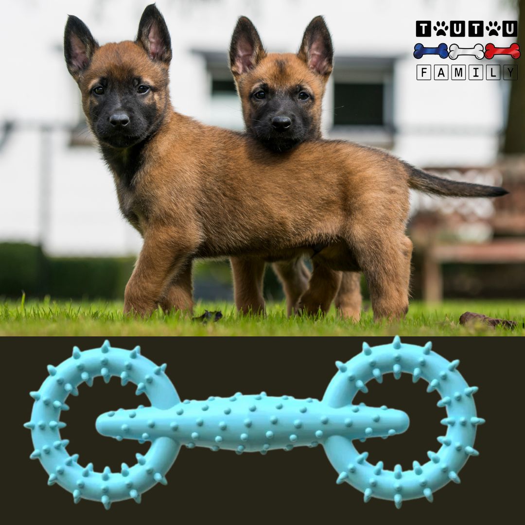 Jouet-pour-chiot-petit-chien-indestructible-turquoise-deux-chiots-avec-leur-jouet-indestructible-lavable-en-caoutchouc-indestructible