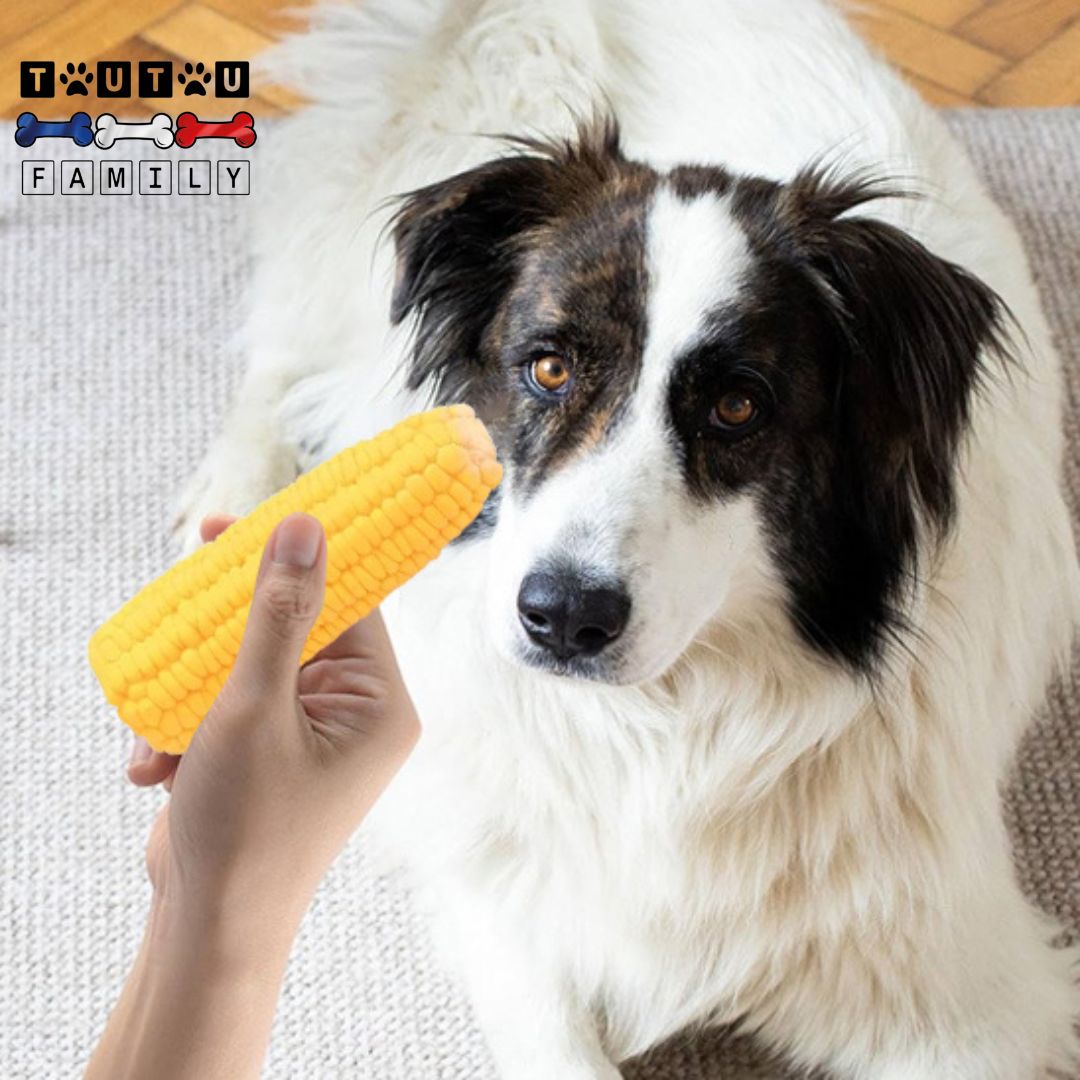 jouet-pour-chiot-et-petit-chien-en-forme-de-mais-un-chiot-border-collie-qui-est-prêt-attraper-le-jouet-que-va-lui-lancer-son-maitre-en-appuyant-dessus-pour-le-faire-couiner