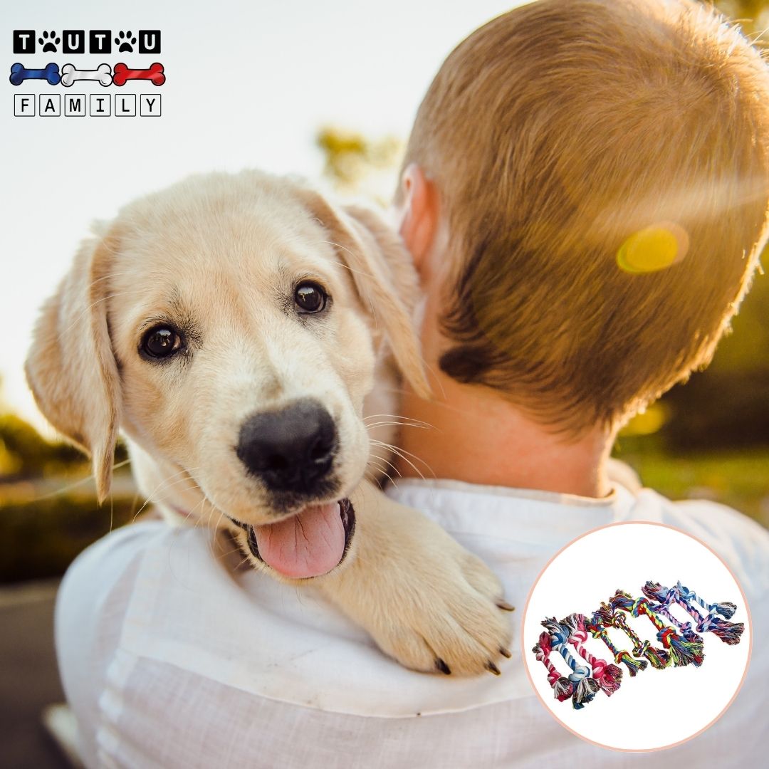 jouet-pour-chien-chiot-corde-jouet-interactif-a-mĂącher-un-chiot-golden-tout-heureux-porter-dans-les-bras-de-son-maitre