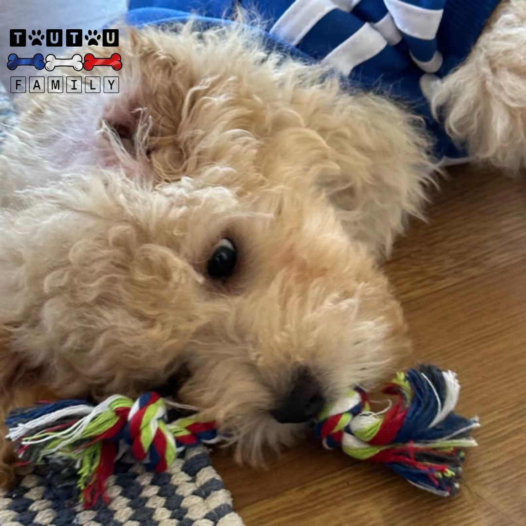 jouet-pour-chien-chiot-corde-a-mĂącher-coton-un-chiot-qui-joue-avec-sa-corde-naturelle-et-sans-danger