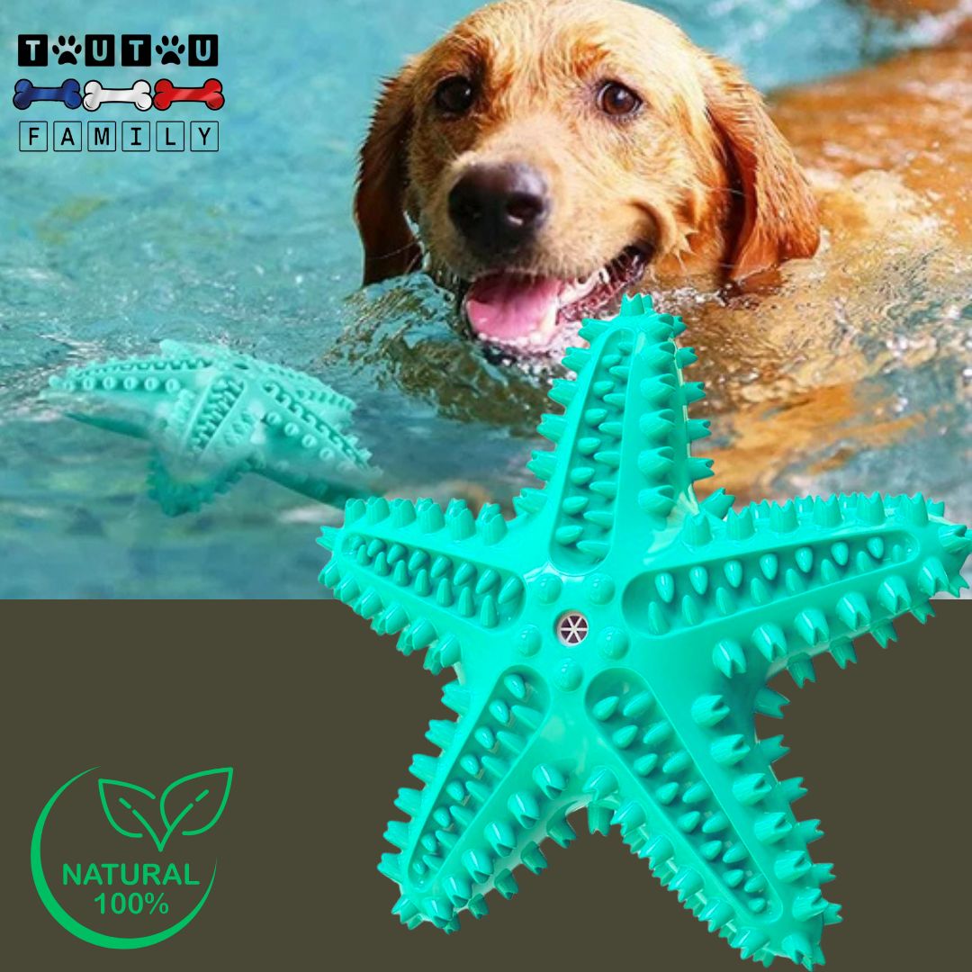 jouet-solide-pour-chien-bleu-qui-flotte-pour-jeu-aquatique