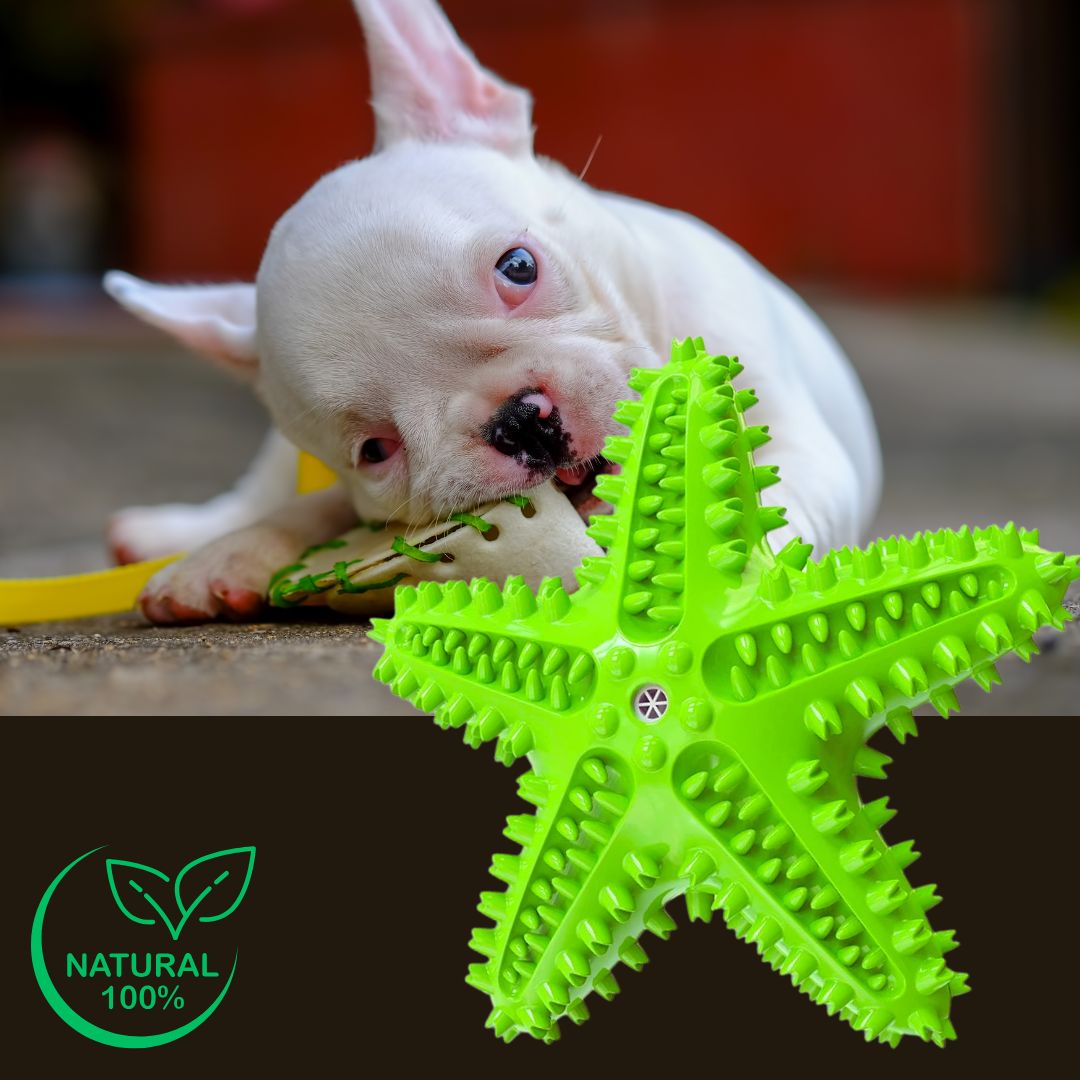 jouet-solide-pour-chien-en-caoutchouc-naturel-un-chiot-bouledogue-français-blanc-qui-fait-ses-dents