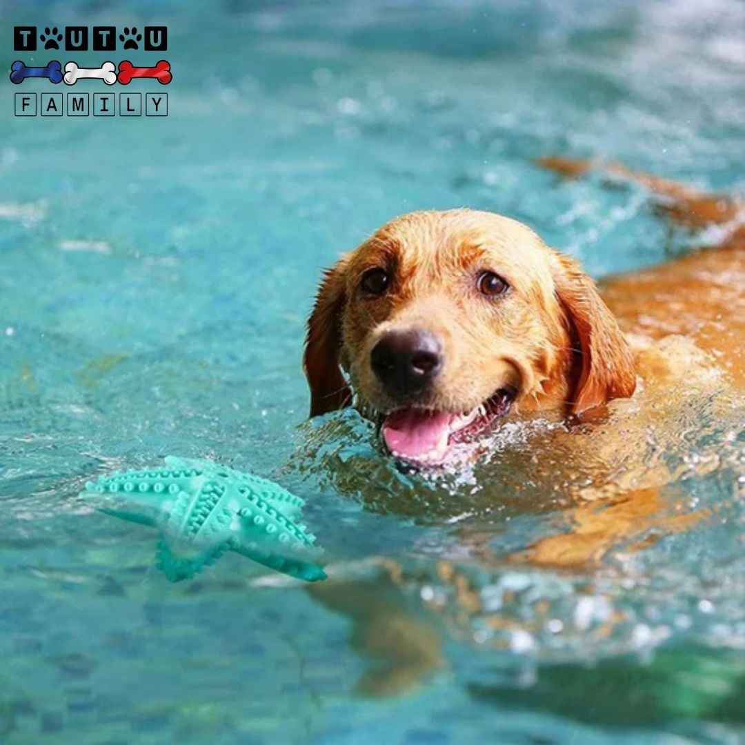 jouet-solide-pour-chien-d-occupation-un-golden-heureux-qui-nage-dans-l-eau-avec-son-jouet