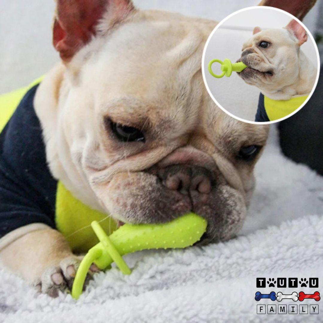 jouets-pour-chiots-tétine-un-chiot-qui-se-soulage-doux-pour-ses-gencives