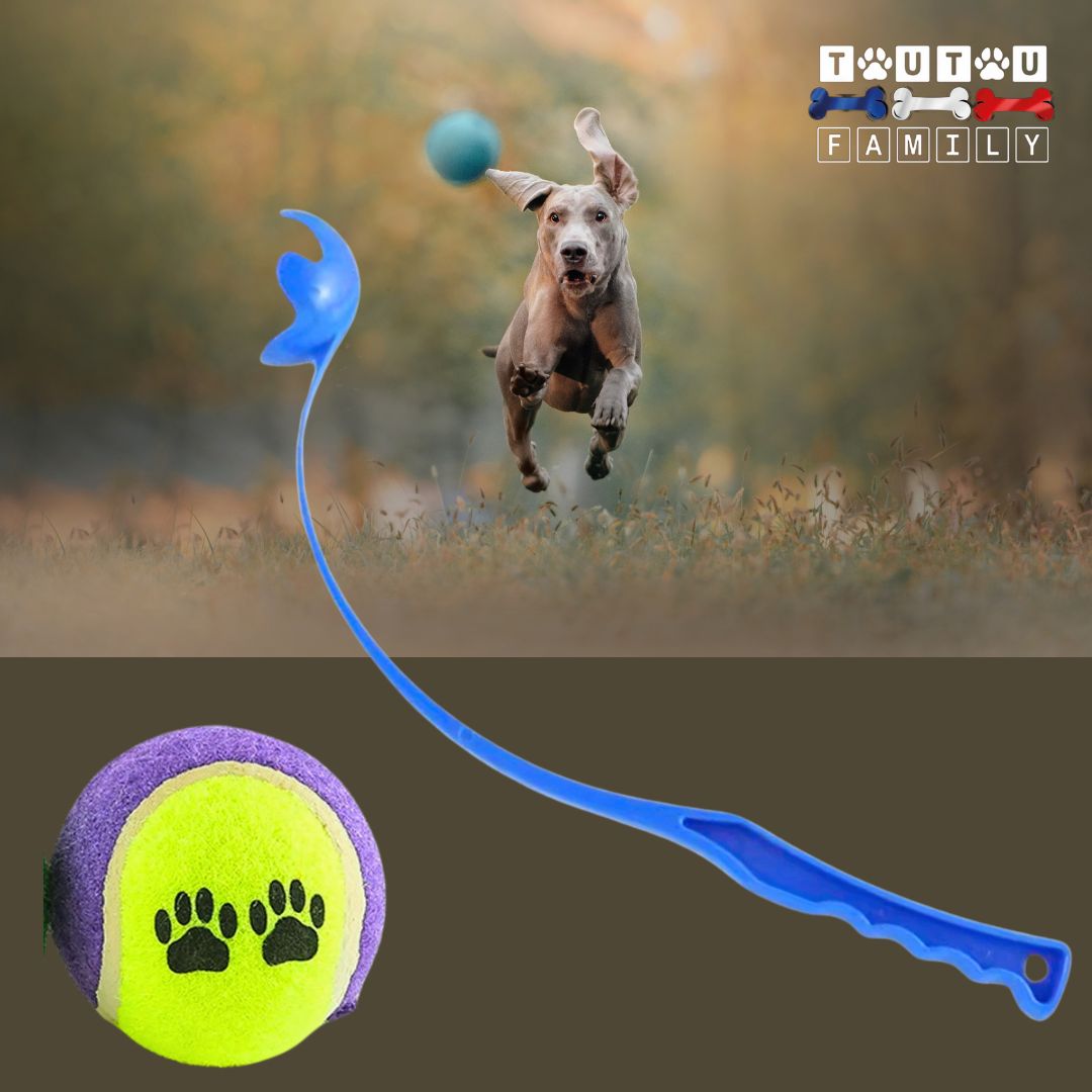 lanceur-de-balle-pour-chien-bleu-avec-balle-de-tennis un grand chien qui court vite derrière la balle dans le parc