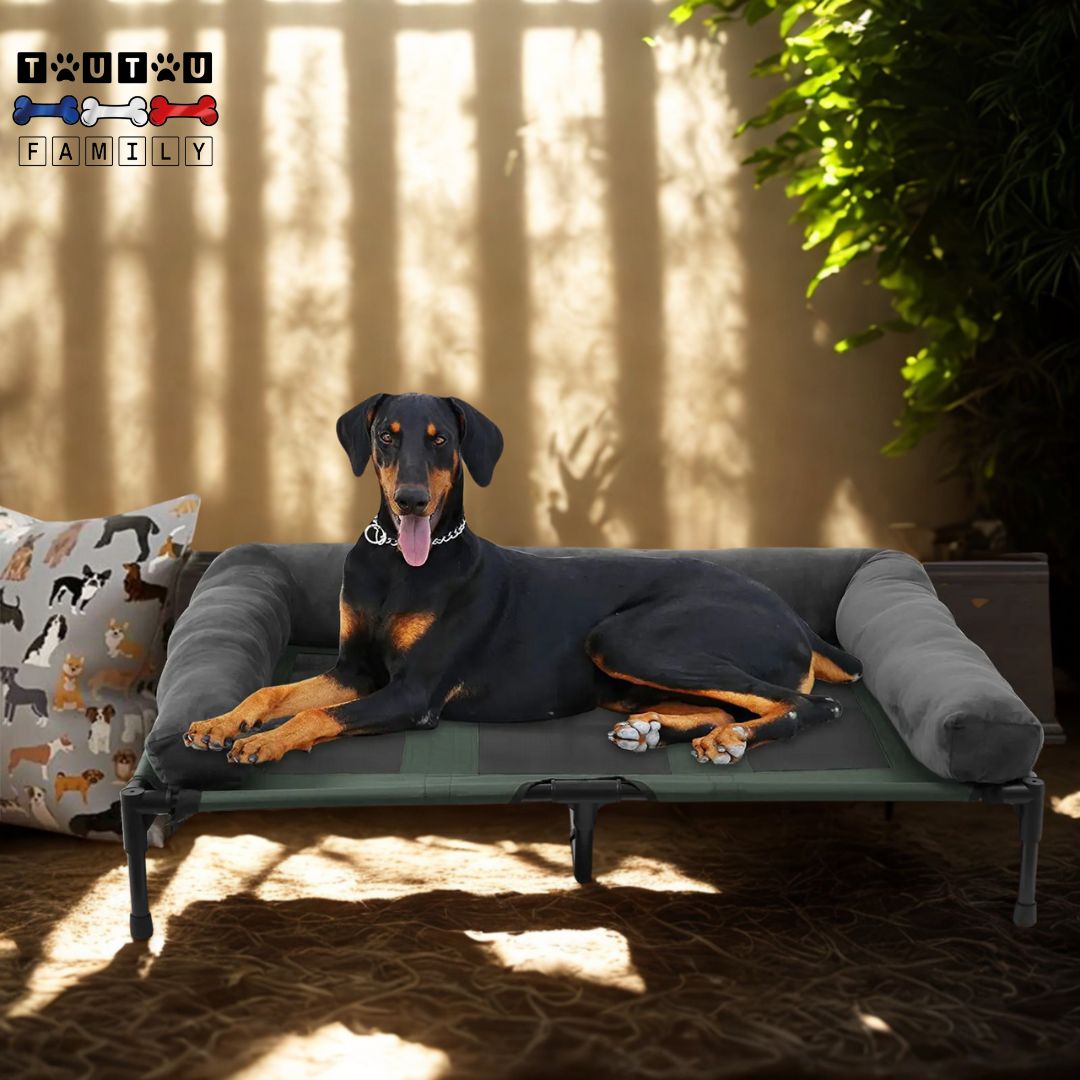 Lit-de-camp-chien-extérieur-un-chien-couché-contre-le-traversin-du-lit-surélevé-en-maille-respirante-sur-la-terrasse-intérieure-de-la-maison