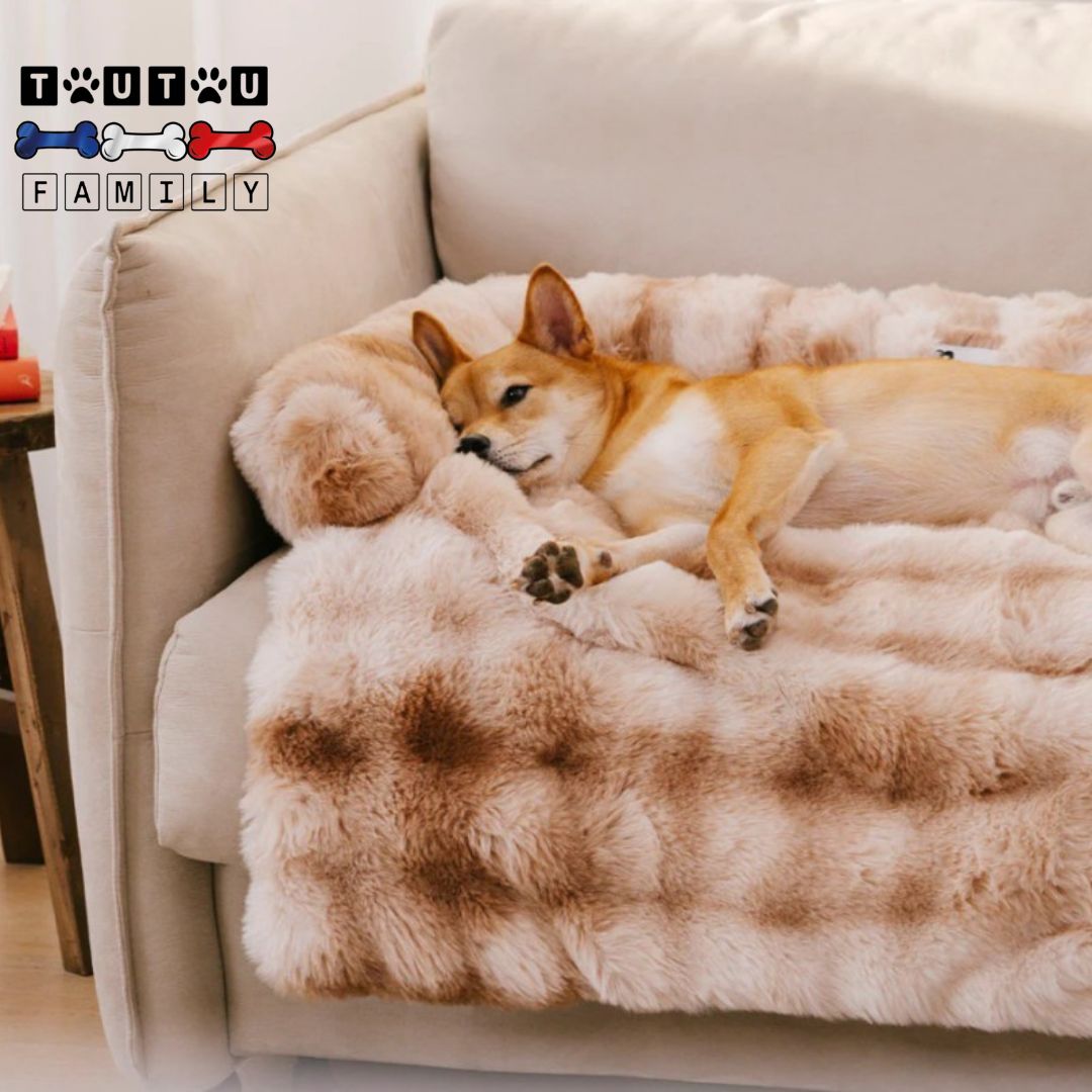 Lit-pour-chien-protÚge-canapé-en-peluche-un-chien-lové-sur-son-lit-marron-avec-traversin-sur-le-canapé-de-la-maison