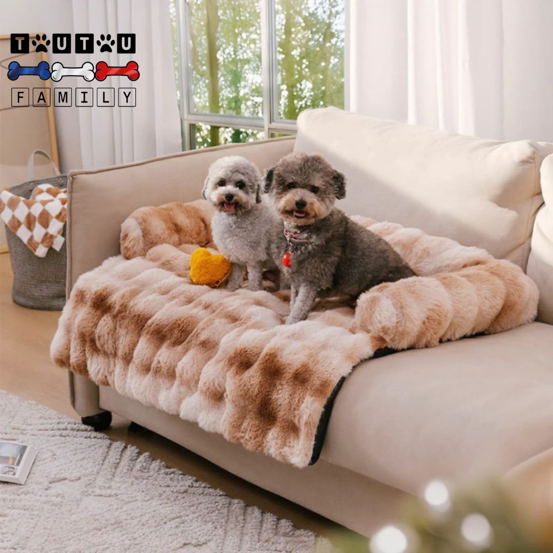 Lit-pour-chien-protege-canape-lavable-avec-traversin-en-U-deux-chiens-de-petite-taille-sur-le-lit-posé-sur-le-canapé-de-couleur-marron-avec-rebord-surélevé