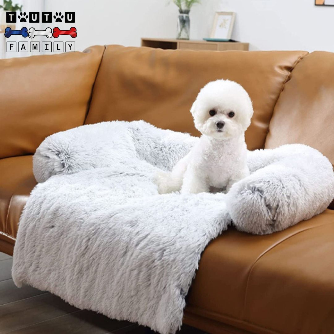 lit-pour-chien-un-coton-de-tuléar-couché-sur-son-lit-tout-doux-qui-protÚge-le-canapé-en-cuir
