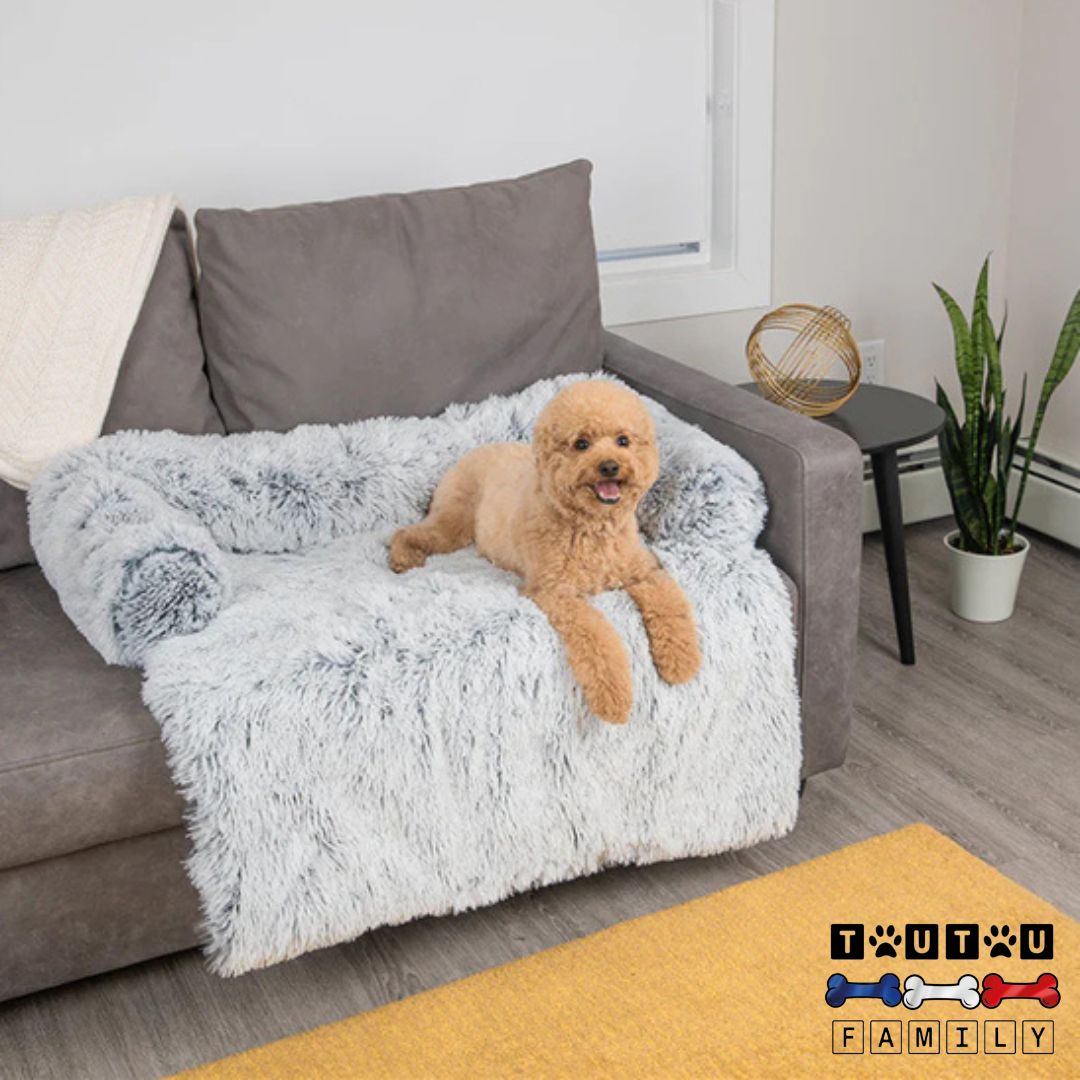 lit-pour-chien-protege-canape-un-caniche-couché-confortablement-sur-e-lit-placé-sur-le-canapé