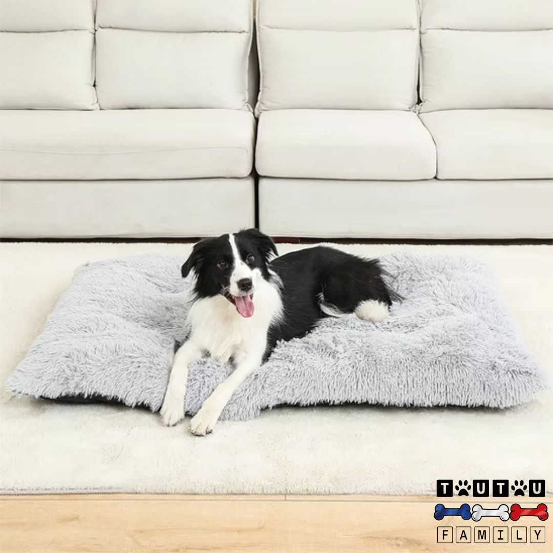 Lit-pour-chien-100-coton-maison-transport-un-Border-collie-couché-sur-son-lit-en-peluche-ultra-doux-et-épais-lavable-en-machine-de-couleur-gris-clair
