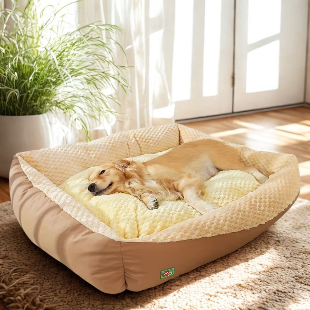 lit-pour-chien-xxl-panier-grand-chien-et-trÚs grande race-races géantes-un grand chien qui dort dans le moelleux d lit épais et rembourré entourant et sécurisant 100% coton haute densité dans son salon