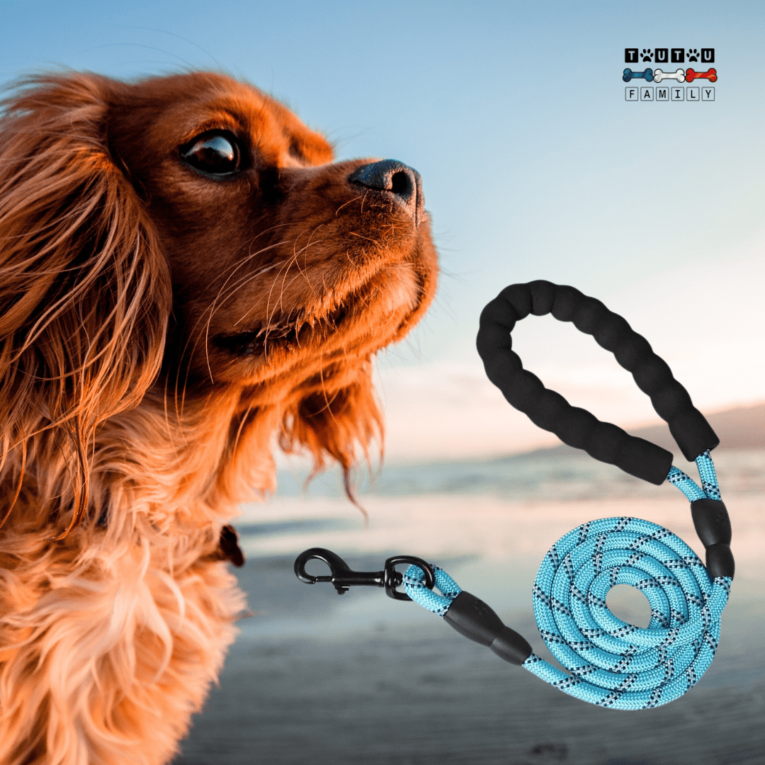 Longue laisse pour chien - LaisseToutou™
