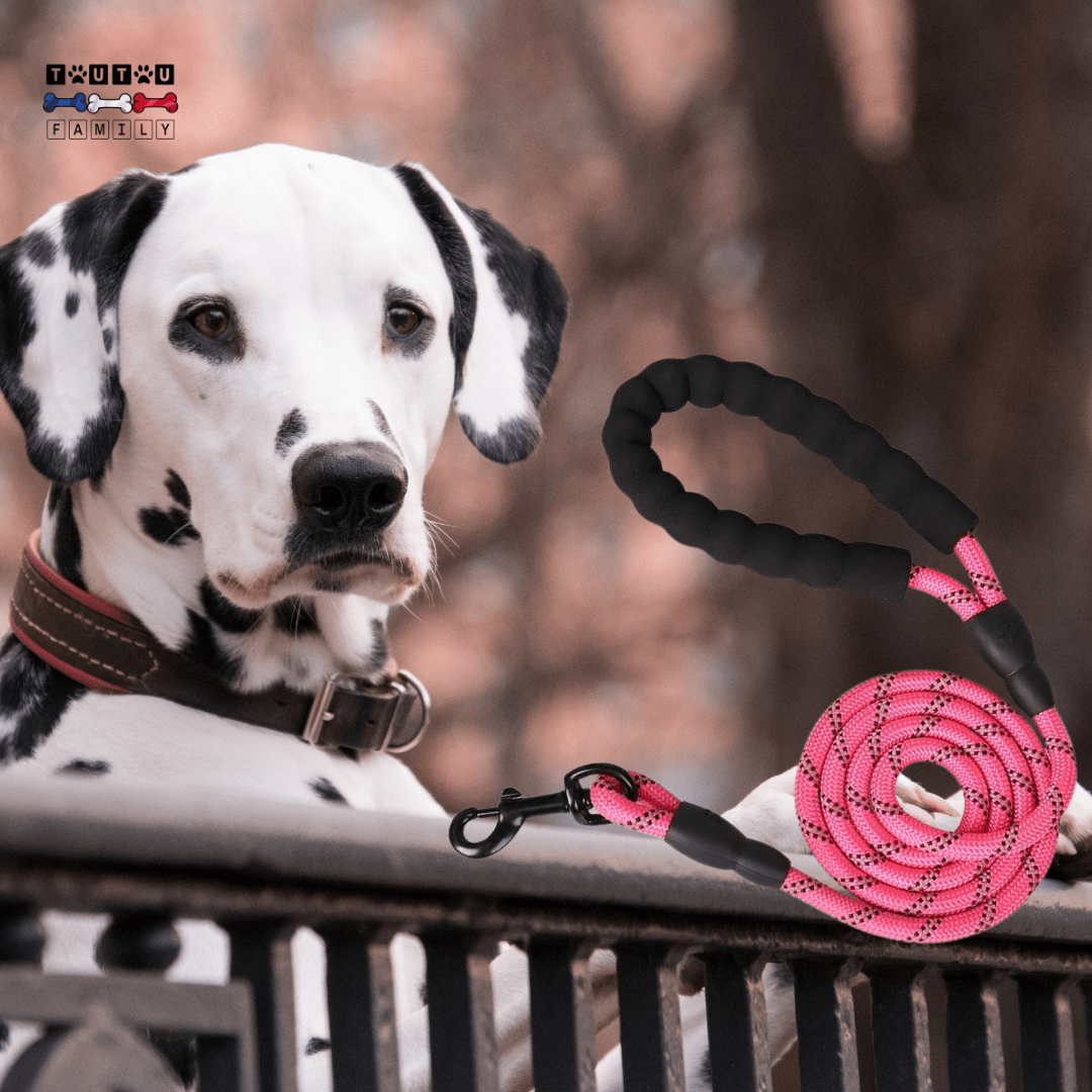 Longue laisse pour chien - LaisseToutou™