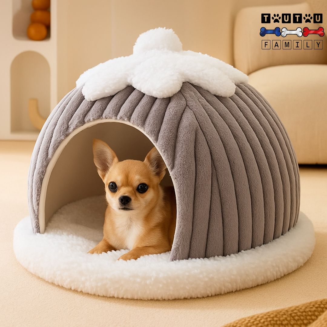niche-interieur-pour-chien-de-petite-taille- un chihuahua couché confortablement dans sa niche semi-fermée en forme de citrouille sur son coussin intérieur 100% coton lavable et réversible en lin et suédine pour été ou hiver