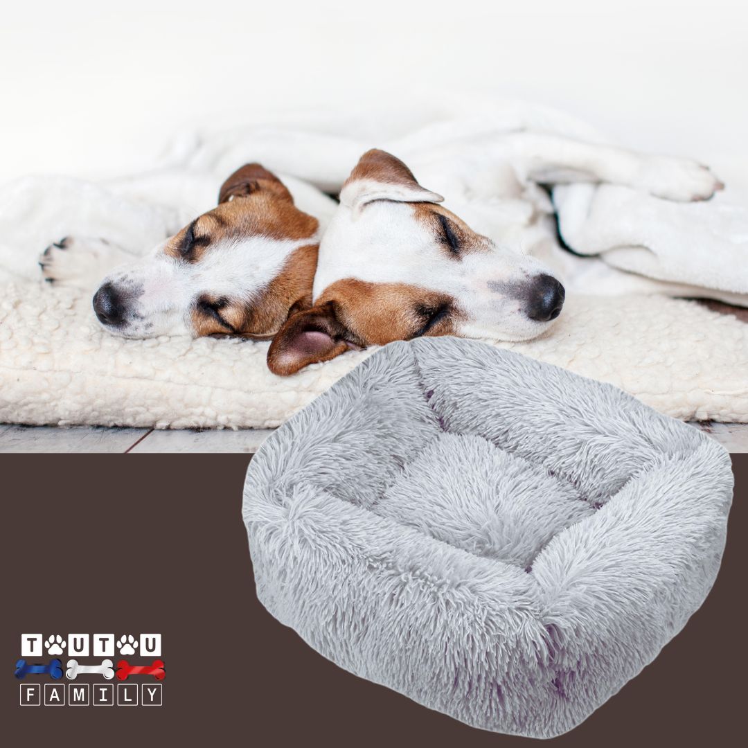 panier-anti-stress-chien-gris-clair-deux-jack-russel-qui-dorment-l-un-contre-l-autre