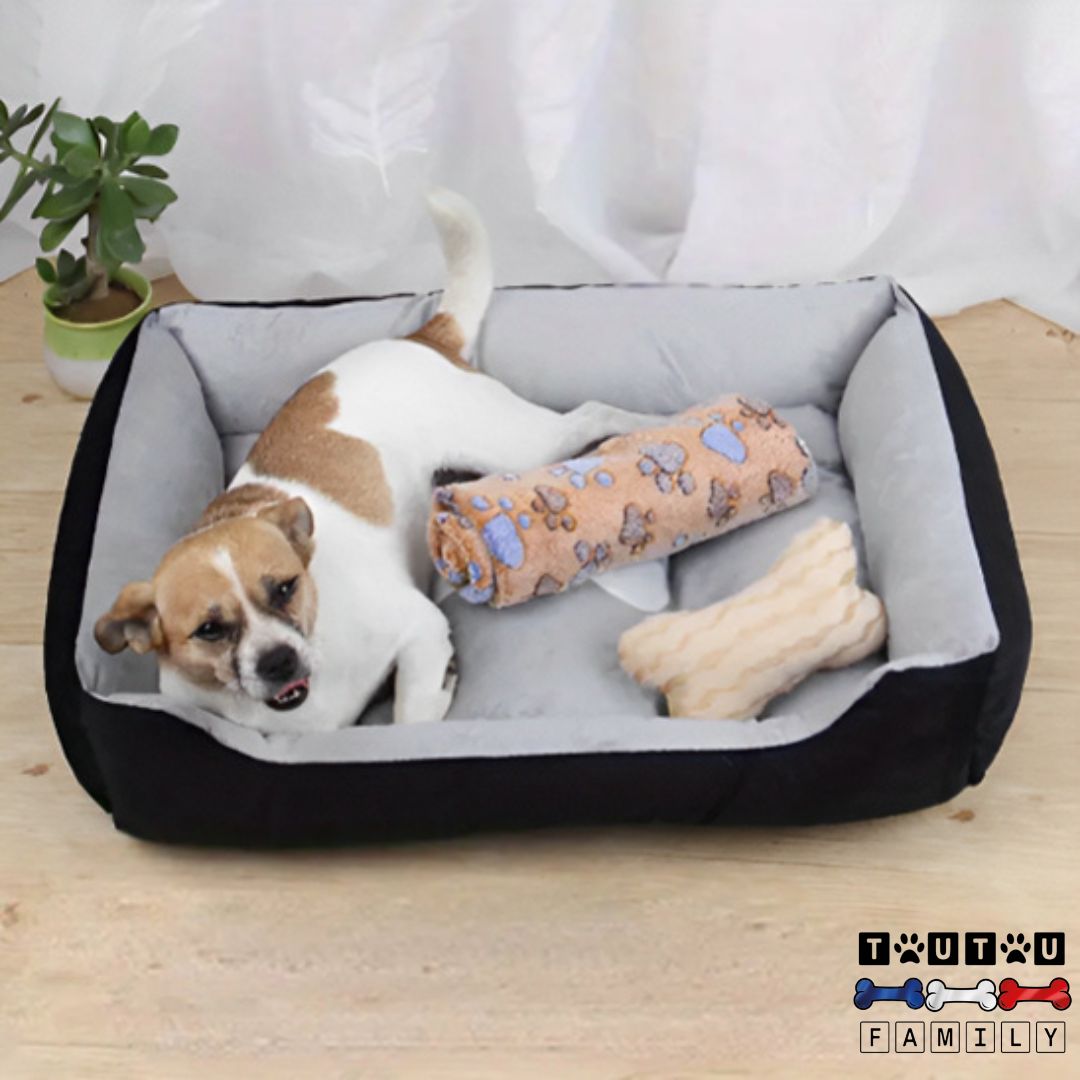 Panier-chien-design-hypoallergenique-un-jack-russel-couché-dans-son-panier-design
