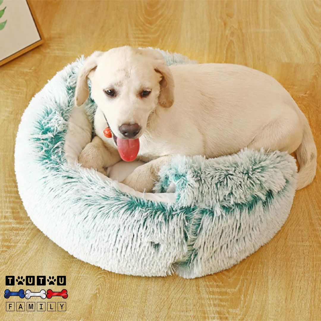 Panier-petit-chien-2-en-1-panier-chien-rond-coussin-rond-chaud-épais-en-fourrure-un-chiot-labrador-beige-couché-confortablement-dans-le-panier-sous-la-forme-de-coussin-sans-toit-rembourrage-100%-coton