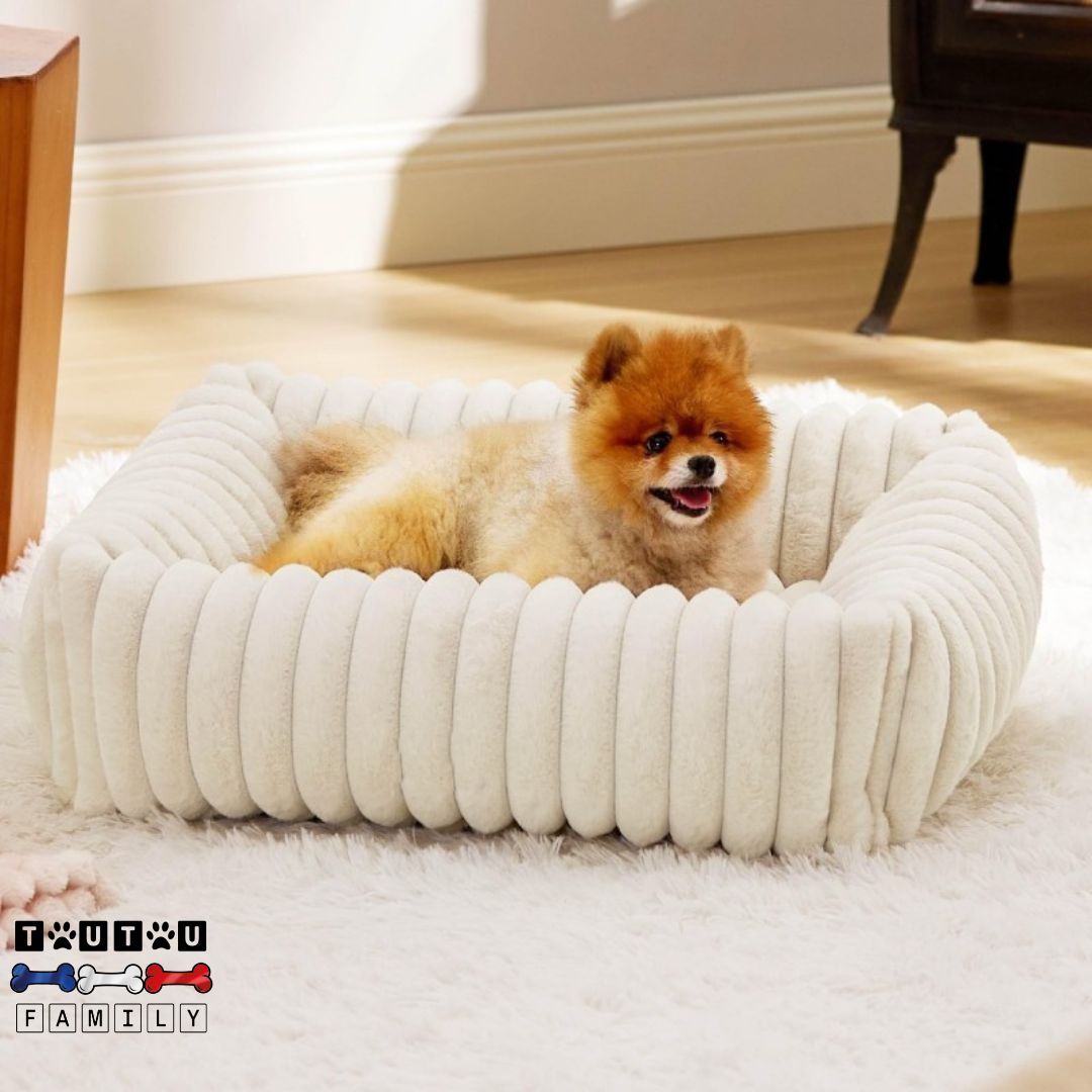panier-petit-chien-lit-avec-rebord-360°-un-petit-chien-couché-dans-son-panier-moelleux-et-confortable-chaud-et-sécurisant-de-couleur-crÚme-sur-le-tapis-blanc-du-salon