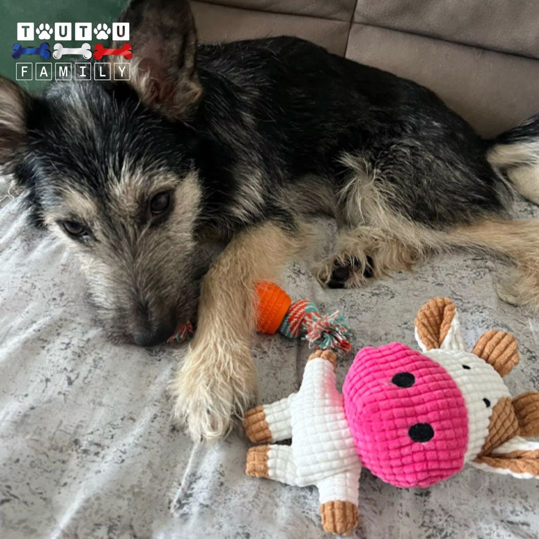 Peluche-chien-sonore-chiot-un-chiot-détendu-et-serein-couché-avec-sa-peluche-douce-vache