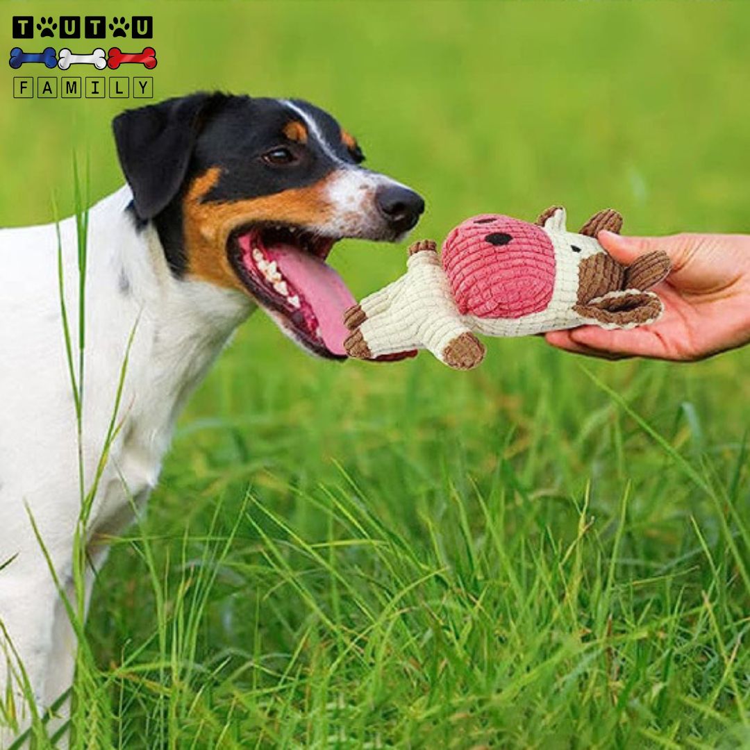 Peluche-chien-sonore-pour-chien-de-petite-a-moyenne-taille-jouet-éducatif-anti-anxiété-lavable-résistant-Un-chien-de-moyenne-taille-qui-attrape-la-peluche-donné-par-son-maitre-lors-de-la-promenade