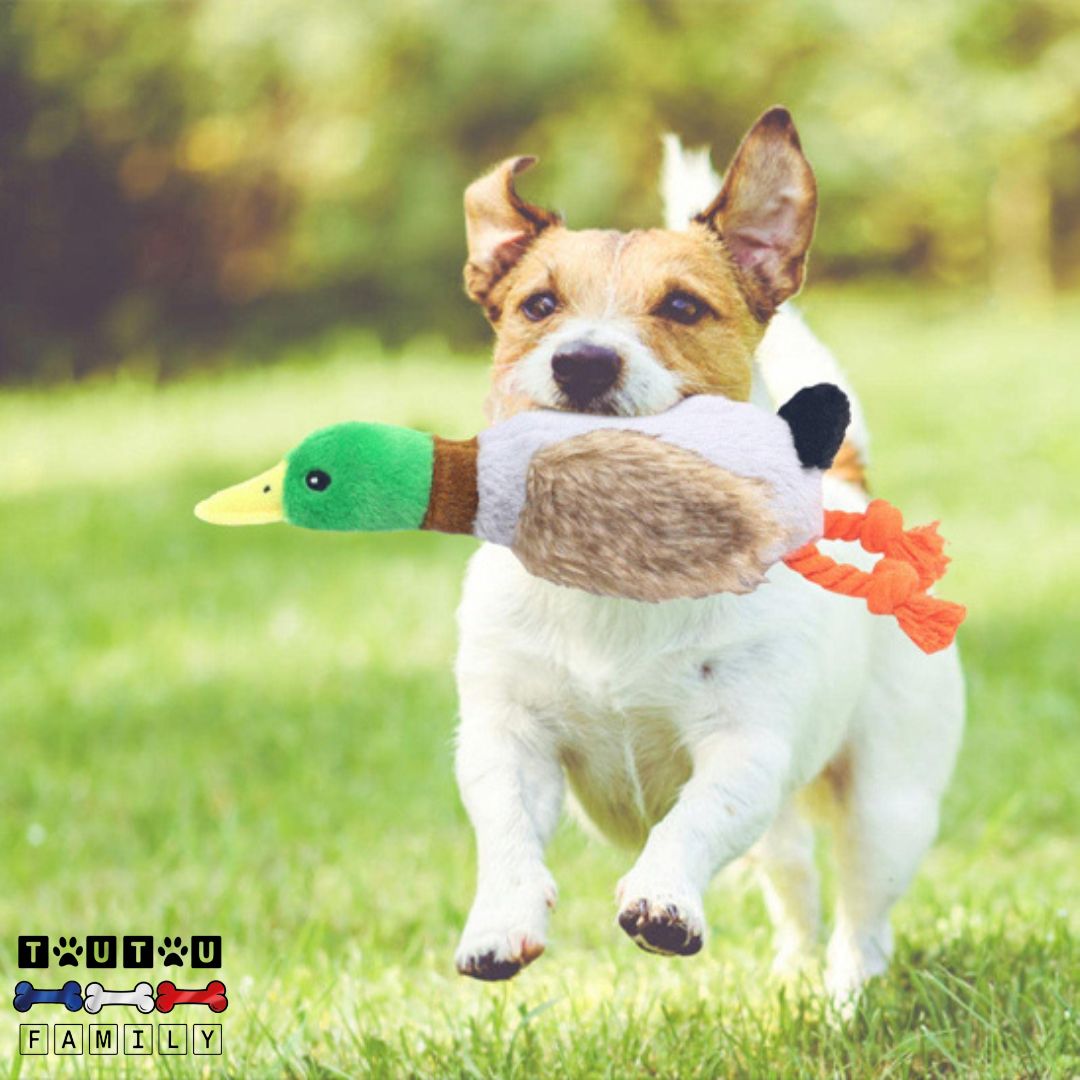 peluche-pour-chien-canard-en-coton-un-jack-russell-qui-court-joyeusement-sur-la-pelouse-avec-sa-peluche-canard-dans-sa-machoire