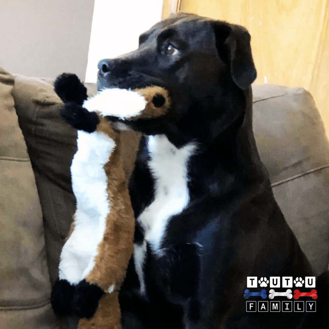 peluche-indestructible-pour-chien-doudou-solide-avec-couineur-et-corde-pour-chien-n-labrador-avec-sa-peluche-renard-dans-sa-mâchoire