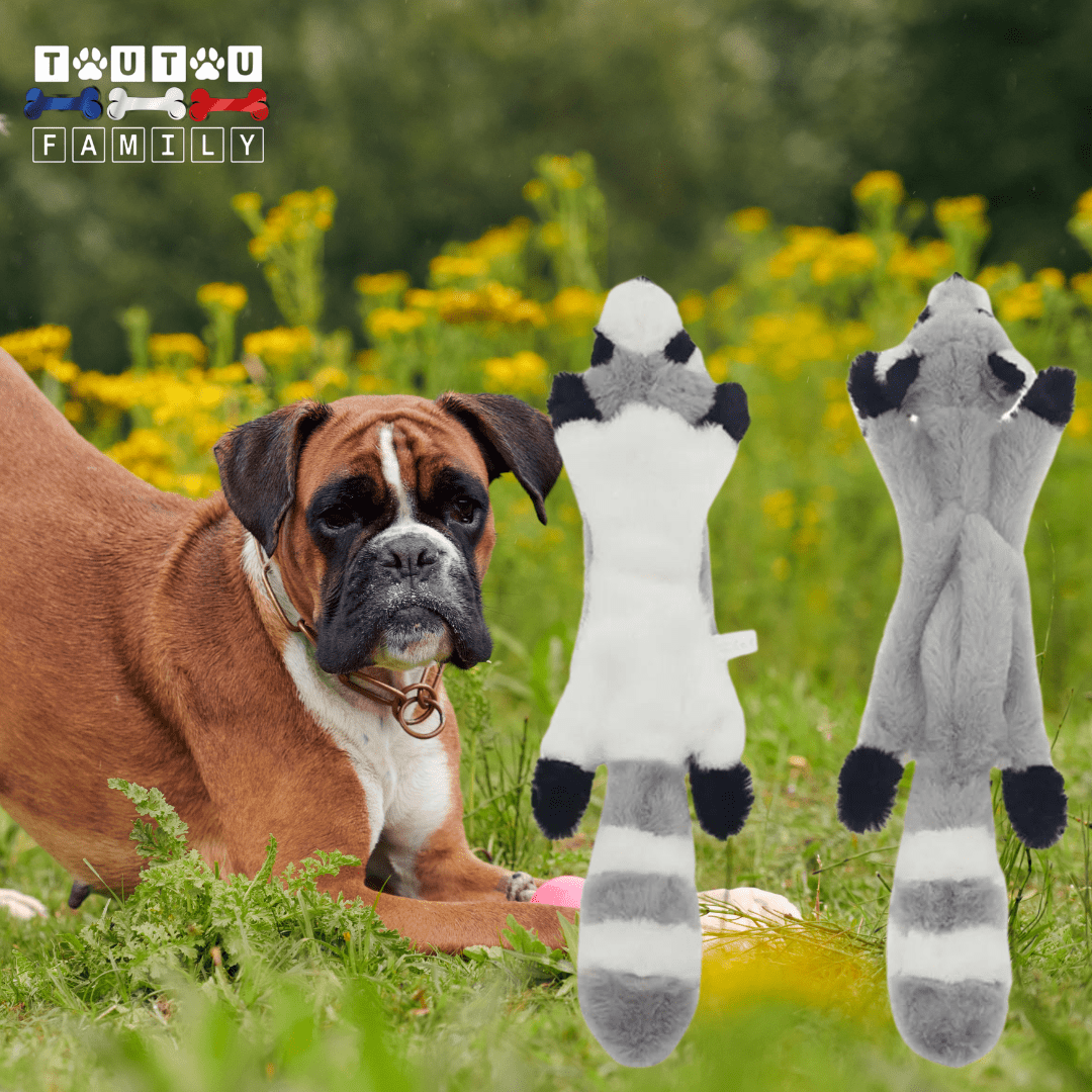 peluche_indestructible_pour_chien-un-chien-géant-avec-sa-peluche-indestructible-raton-laveur