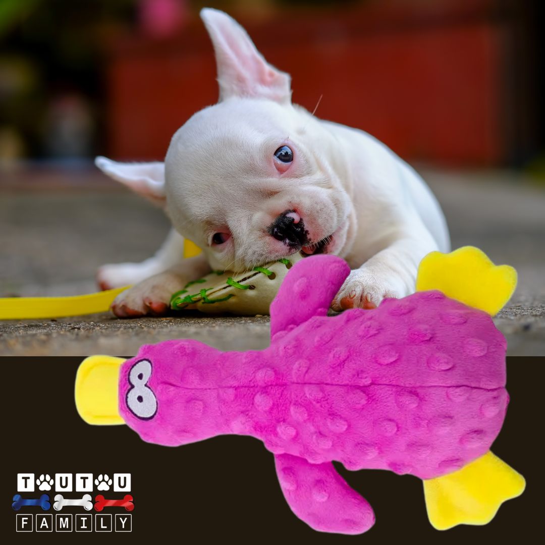 Peluche-pour-chien-couineur-canard-violet un chiot qui mordille et soulage ses poussées dentaire avec sa peluche canard violet lavable en machine