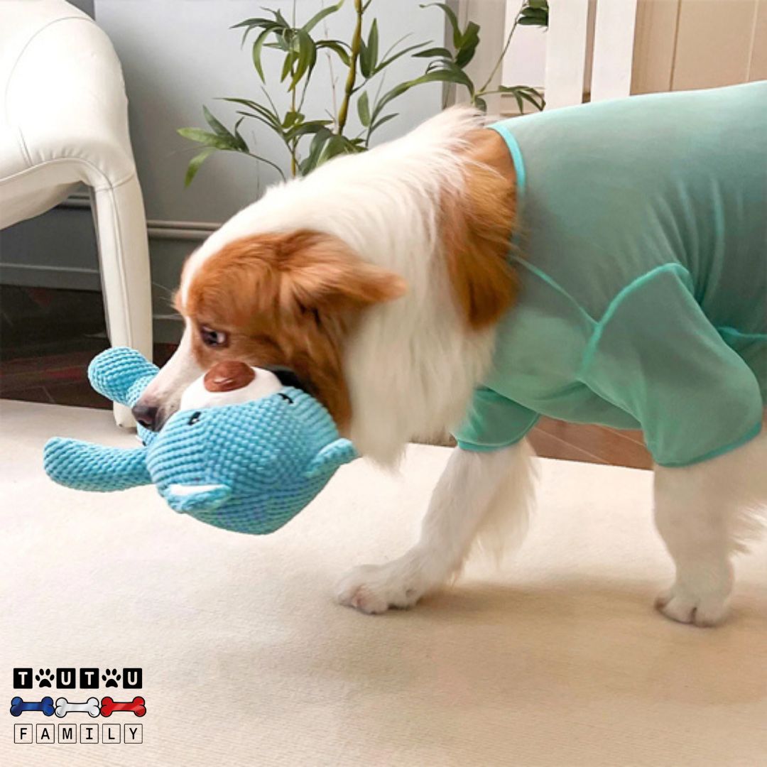 peluche-pour-chien-ours-bleu-coton-doux-un-chien-de-taille-moyenne-qui-se-balade-avec-la-peluche-dans-sa-bouche