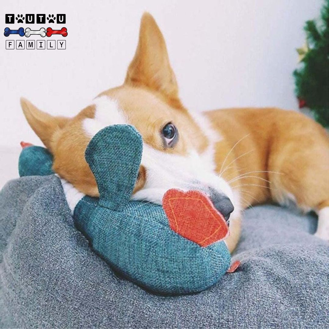 peluche-pour-chien-oie-a-macher-un-chien-de-taille-moyenne-couché-avec-sa-peluche-comme-doudou